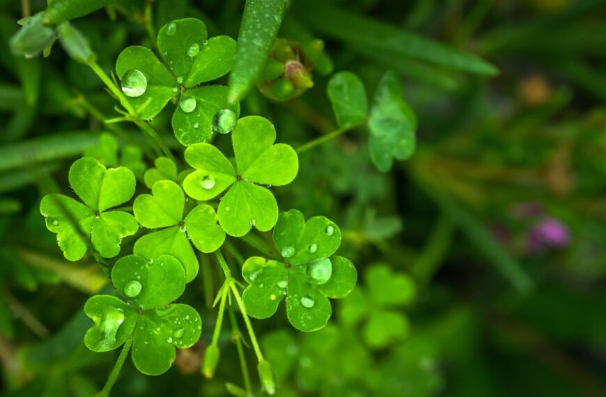 leaf, nature, green