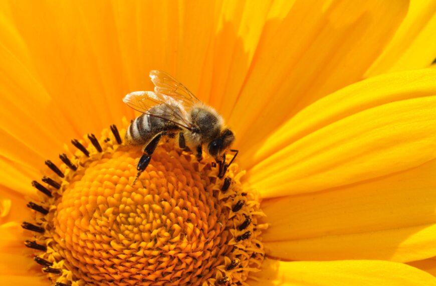 bee-insect-flower-stockpack-pixabay